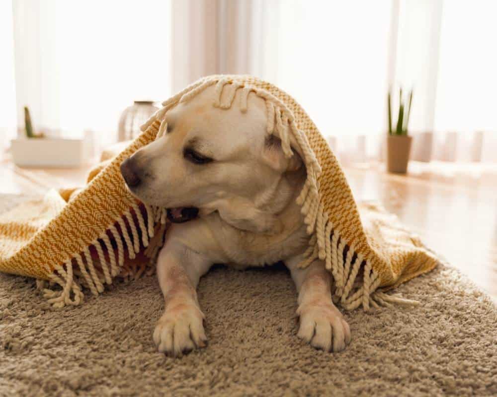 Hond op vloerkleed